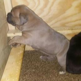 Cane Corso Puppies from Forza Cane Corso