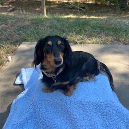 Dachshund puppies from S&C Doxies