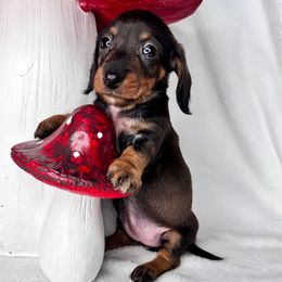Jessie - Wild boar female Dachshund puppy in Wooldridge, Missouri from Royal Bloodline Canines