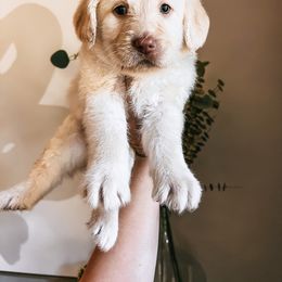 Labradoodle, Poodle, and Sheepadoodle Puppies from E-I Farms