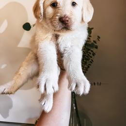 Labradoodle, Poodle, and Sheepadoodle Puppies from E-I Farms