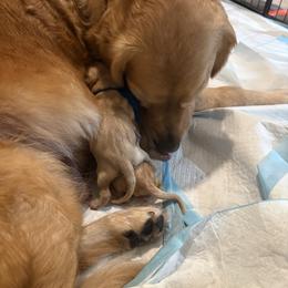 Blue, Green, Grey, Orange, Red - Golden male Golden Retriever puppy in Yuba City, California from Family Loved Golden Retrievers