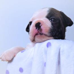 Baby Selûne (Seluna) - Brindle and white female Boston Terrier puppy in Kingsport, Tennessee from Sleepwalker Bostons