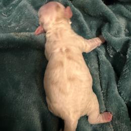 Dax - Buff and white male Cockapoo puppy in Paradise, Texas from 4W’s F2 Cockapoos