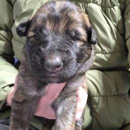 Orange Collar Girl - Sable female German Shepherd puppy in Dallas, Pennsylvania from Mountainside German Shepherds