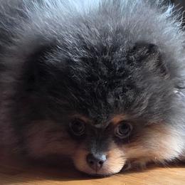 AKC Skye Blue tri-color parti - Blue parti male Pomeranian puppy in Gloversville, New York from ADKPOM Adirondack Pomeranians