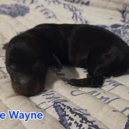 Batman - Black and tan male Dachshund puppy in Mobile, Alabama from Mobile Mini Dachshunds