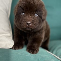 Brown male - Brown male Newfoundland puppy in New York from Johnson Farms