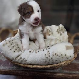 Miniature Australian Shepherd Puppies from Nate Black