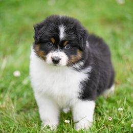 Boy 3 - male Australian Shepherd puppy in Plymouth County, Massachusetts from Clover Creek Aussies