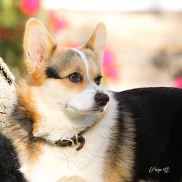 Pembroke Welsh Corgis from Stumpy Smilers