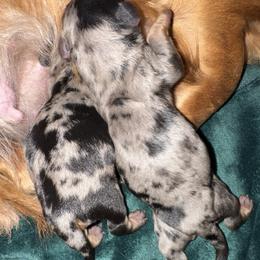 Dachshund puppies from Darci's Dachshunds