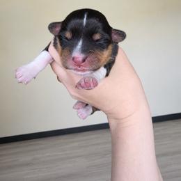 Summer - Black and tan female Pembroke Welsh Corgi puppy in Oak Harbor, Washington from Blackberry Hill Corgis