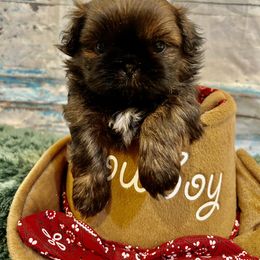 Boy 1 - Shih Tzu puppy in Claremont, California from Lovable Shih Tzus