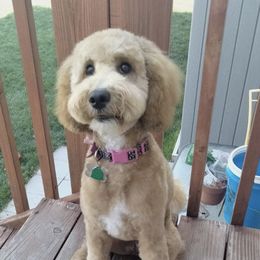 Nellie - Labradoodle