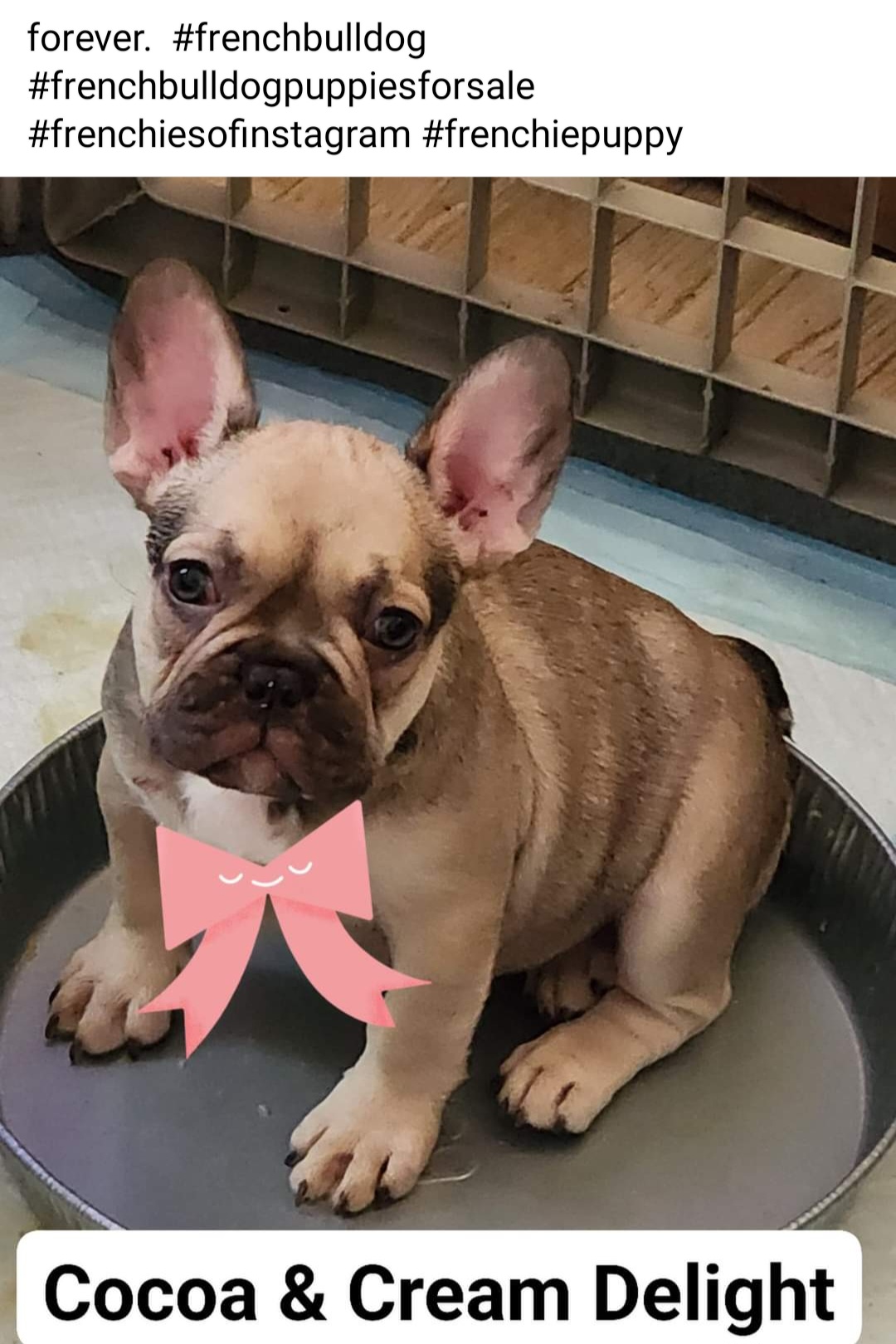 French Bulldogs from Top Bred Frenchies by Jill