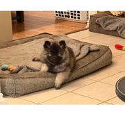 Keeshond Puppies from Hocking Hills Keeshonds