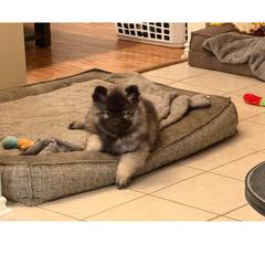 Keeshond Puppies from Hocking Hills Keeshonds