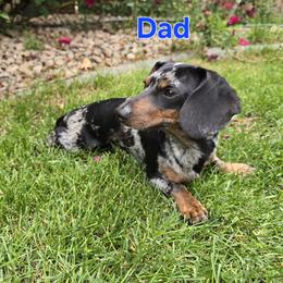 Bruno - Dachshund