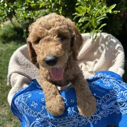 Blue Collar boy - Bergen (Norway) - Red  male Goldendoodle puppy in West Sacramento, California from Pomegranate Doodles