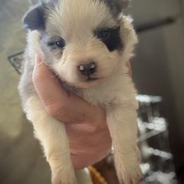 Glitter - Blue merle female Toy Australian Shepherd puppy in North Lakeport, California from Wild Rose Ranch