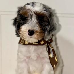 Marshall - Merle male Australian Labradoodle puppy in Beecher, Illinois from Erica’s Doodles