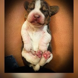 Pink Girl - OJ - Blue tan and white female Beagle puppy in Grantsville, Maryland from Fable & Fern Beagles
