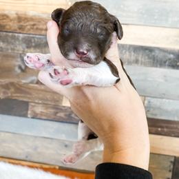 Poodle Puppies from LeBaron Standard Poodles