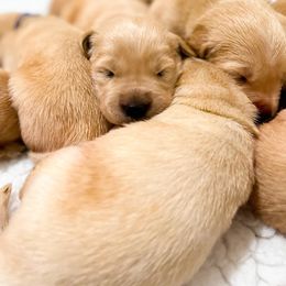 Golden Retriever Puppies from Bear State Golden Retrievers
