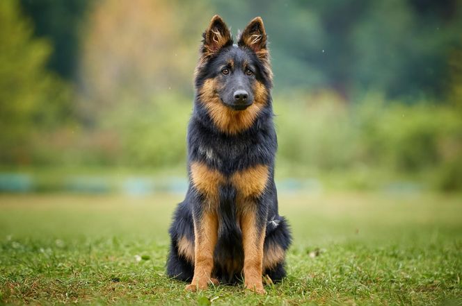 Bohemian Shepherd
