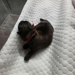 Mr Red - Brindle male Cairn Terrier puppy in Savannah, Missouri from WoodSchott Cairn Terriers