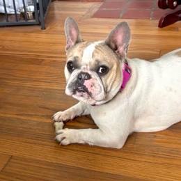 Cookie - French Bulldog