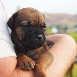 Orange Male - Fawn male Cane Corso puppy in Emmett, Idaho from NorthWood’s Cane Corso