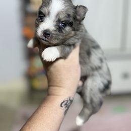 Azul - Merle male Pomsky puppy in Casa Grande, Arizona from Arizonas Pomsky Squad