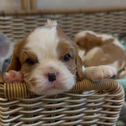 Bill - Blenheim male Cavalier King Charles Spaniel puppy in Bandera County, Texas from Hill Country Cavaliers