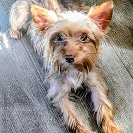 Dash - Yorkshire Terrier