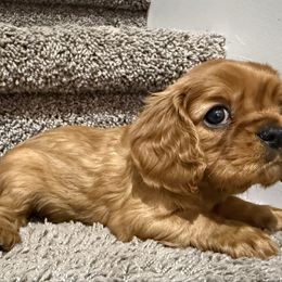 Aqua collar - Ruby female Cavalier King Charles Spaniel puppy in Texas from Meyer's Cavalier