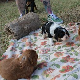 Cavalier King Charles Spaniel Puppies from Critter's Cottage Cavaliers