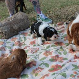 Cavalier King Charles Spaniel Puppies from Critter's Cottage Cavaliers