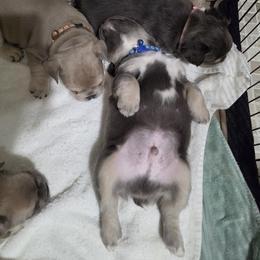 Blue collar - Blue male French Bulldog puppy in Grand Junction, Colorado from Elisabeth's Frenchies
