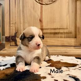 Boy 3 - Red male Pembroke Welsh Corgi puppy in Johnson City, Texas from McCall Creek Corgis