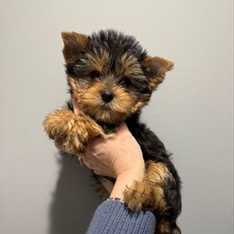 Champion sired Ben - Black and gold male Yorkshire Terrier puppy in Forest Hill, Maryland from Chikito's Yorkies