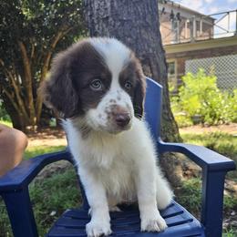 Honey - White female Karakachan puppy in Commerce, Georgia from Peppermint Rose Ranch