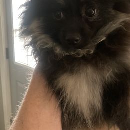 Talon - Pomeranian