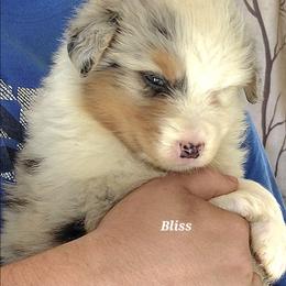 BLISS - Blue merle female Australian Shepherd puppy in Elk Creek, Missouri from Hearts on Fire Australian Shepherds
