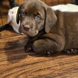 Labrador Retriever Puppies from Walnut Creek English Labs