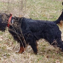 Gordon Setters from Tamdhu Gordon Setters