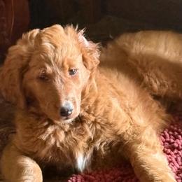 Ella - Red  female Goldendoodle puppy in Indiana, Pennsylvania from Kathy's Doodles