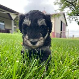 Captain - Silver male Schnoodle puppy in Lathrop, Missouri from RR Schnoodles