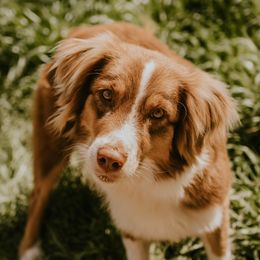 Bailey - Australian Shepherd